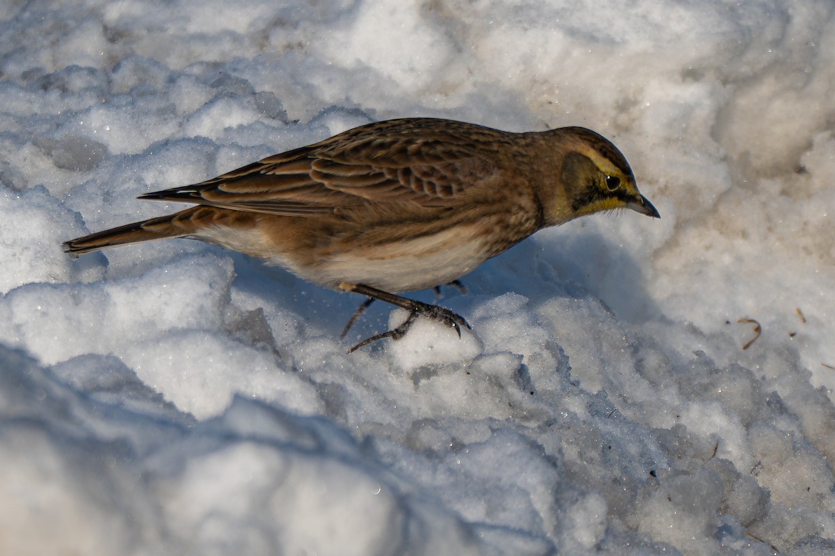 Horned Lark - ML646946042
