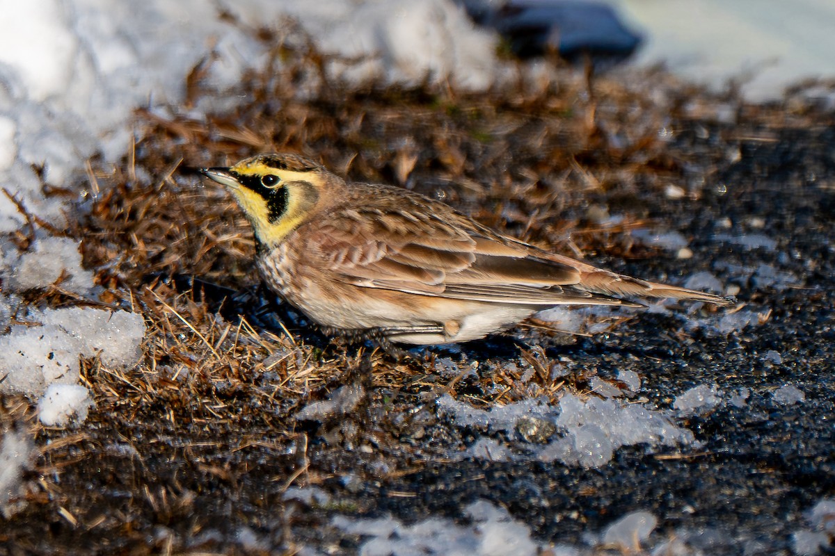 Horned Lark - ML646946043