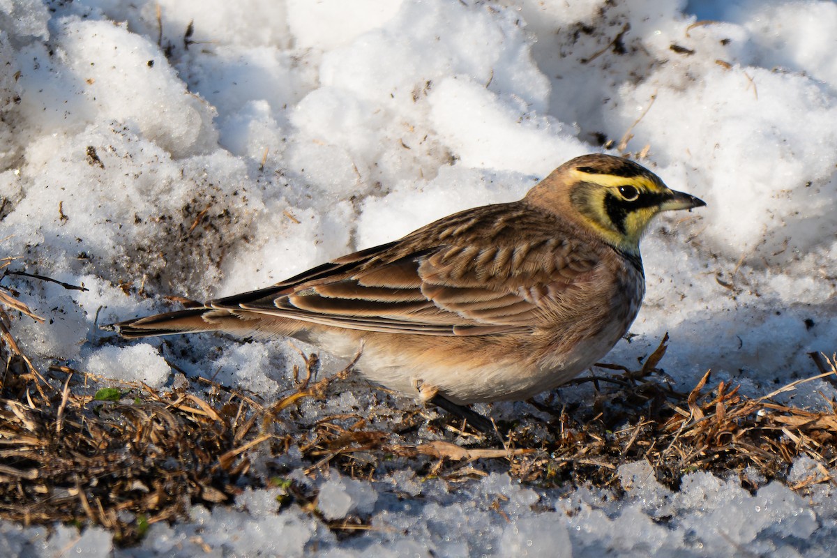 Horned Lark - ML646946044