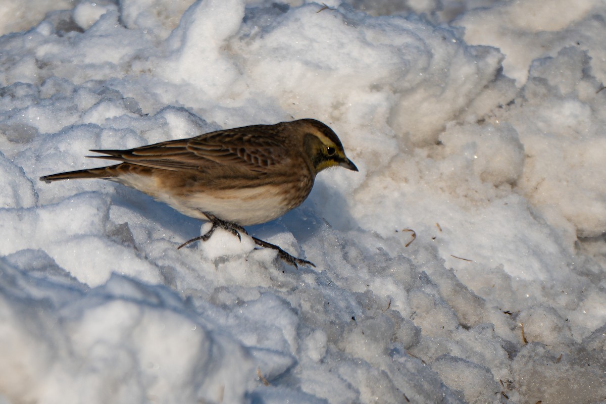 Horned Lark - ML646946046