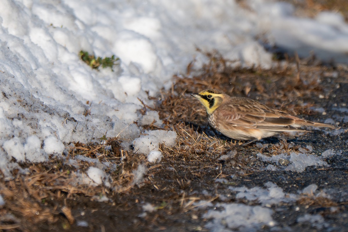 Horned Lark - ML646946047