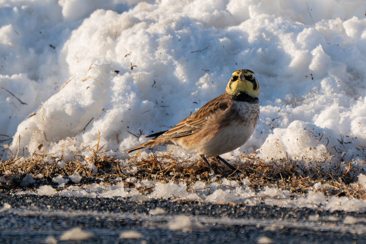 Horned Lark - ML646946048