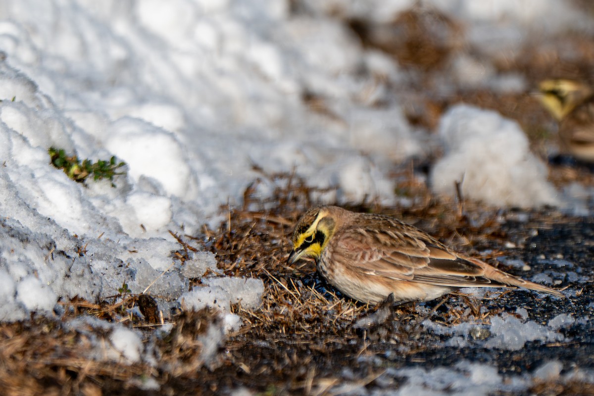 Horned Lark - ML646946049