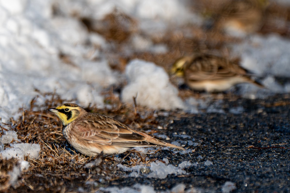 Horned Lark - ML646946050