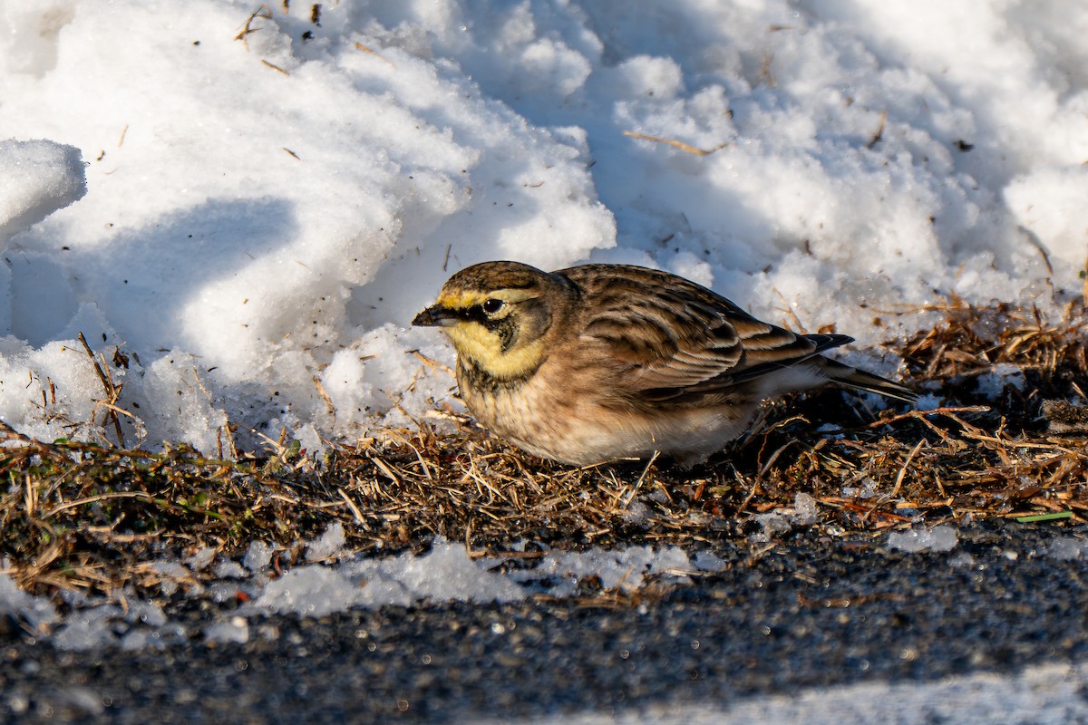 Horned Lark - ML646946051