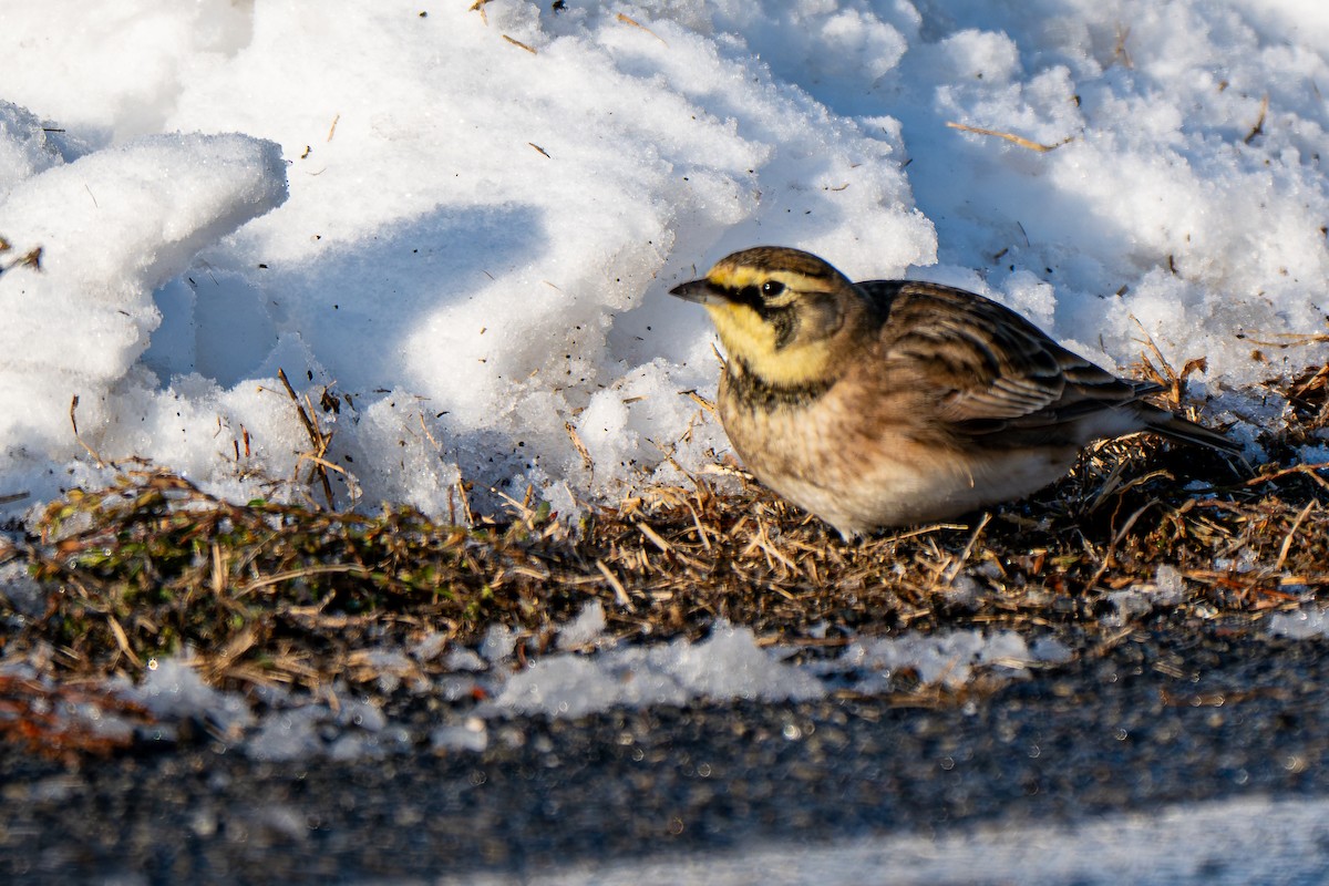 Horned Lark - ML646946052