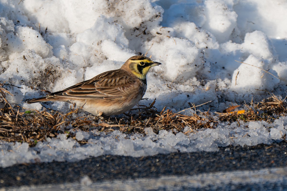 Horned Lark - ML646946054