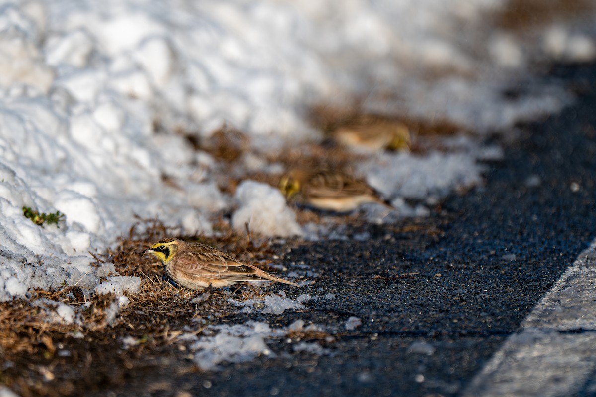 Horned Lark - ML646946055