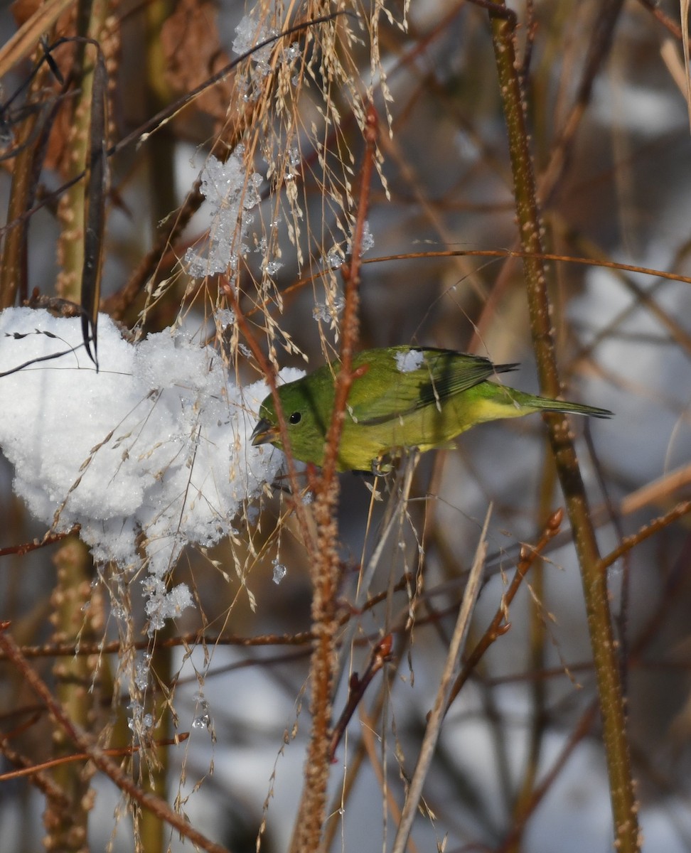 Papstfink - ML646946057