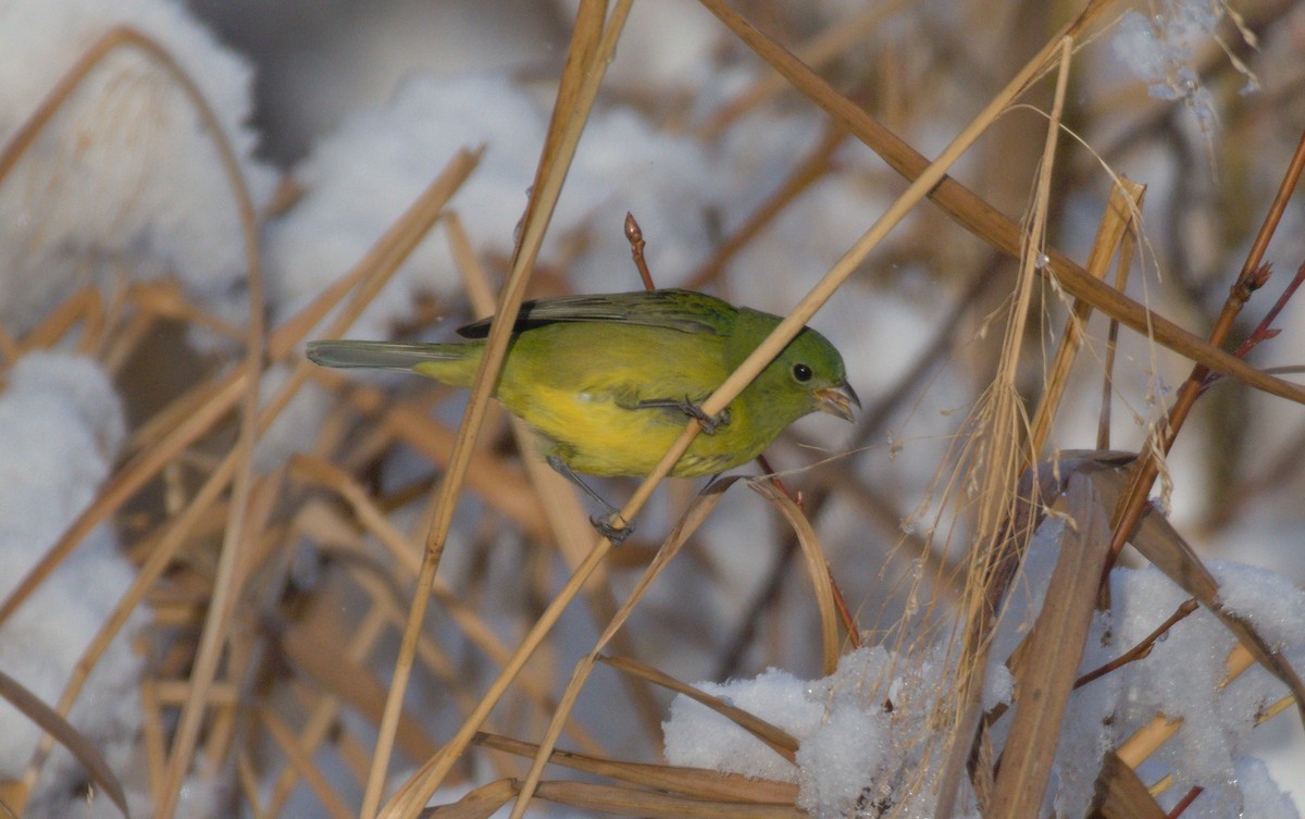 Papstfink - ML646946058