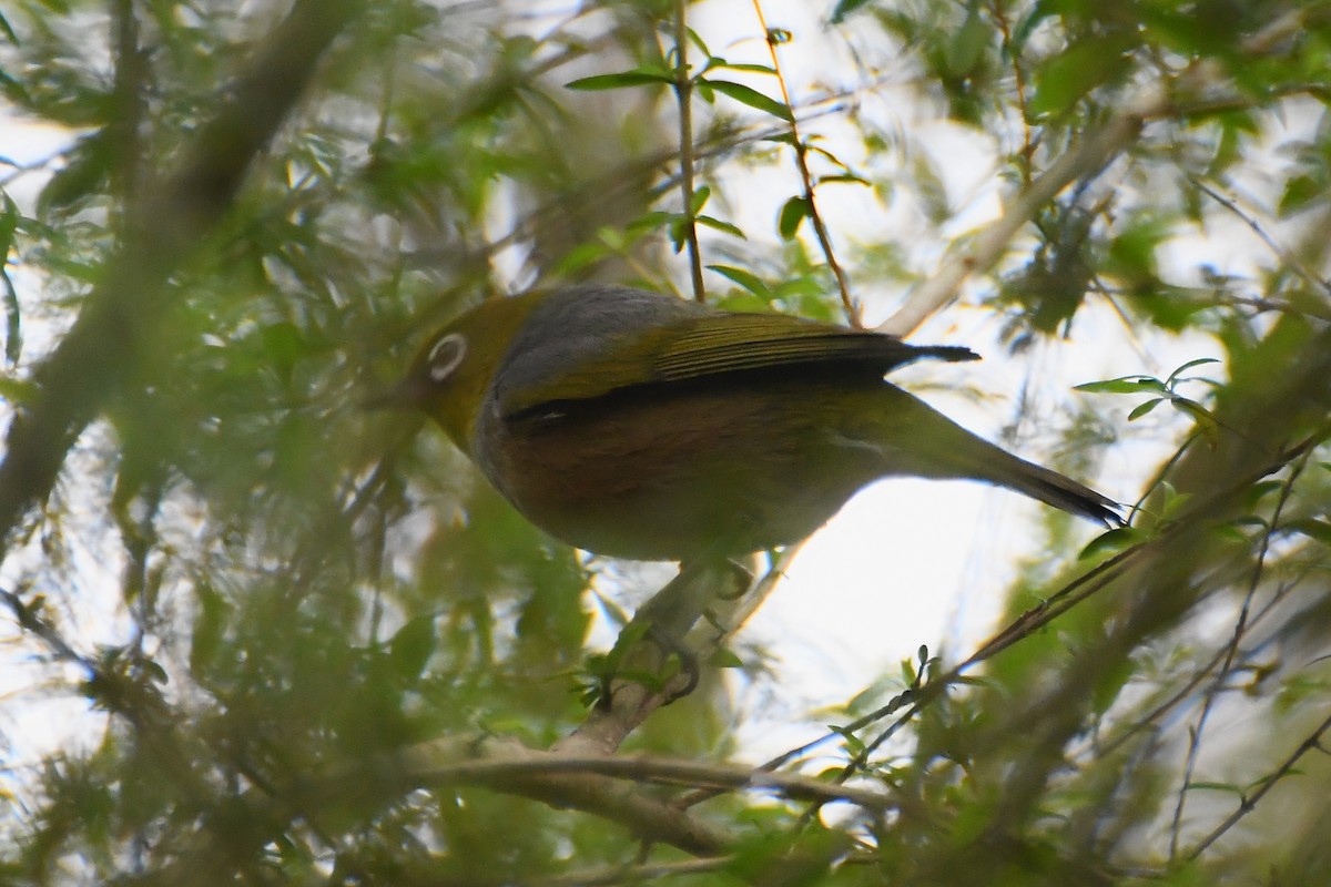 ハイムネメジロ - ML646946064