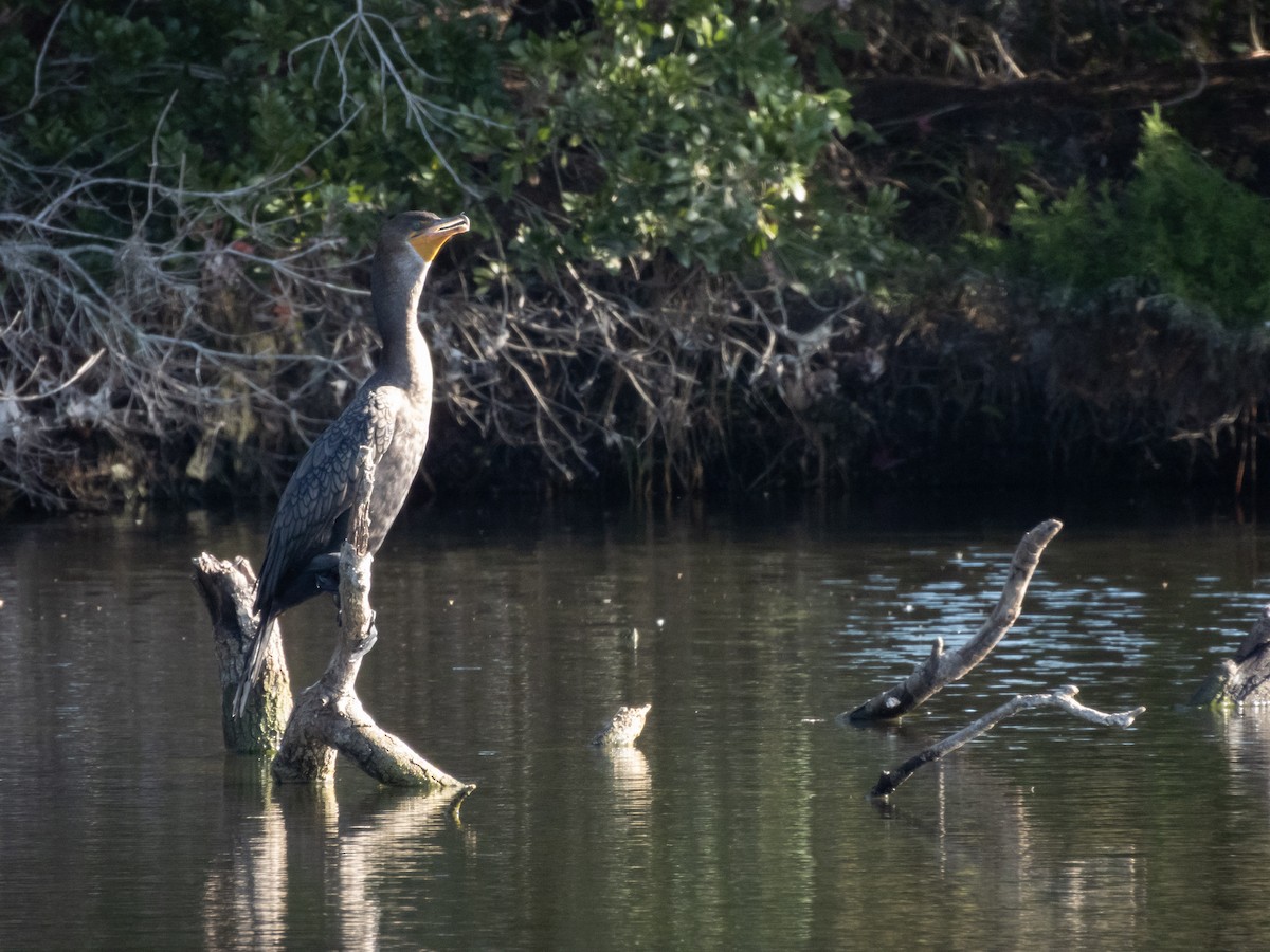 Double-crested Cormorant - ML646946070