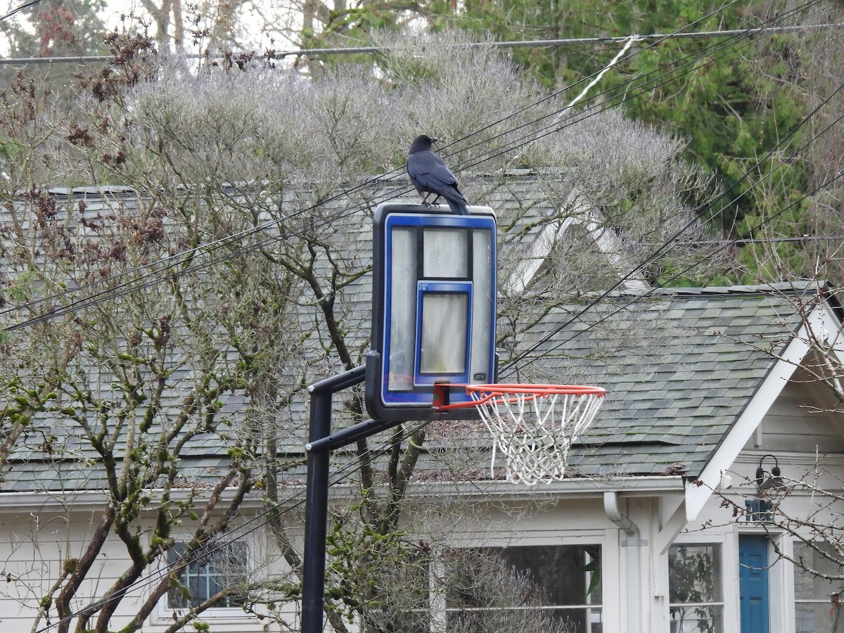 American Crow - ML646946071