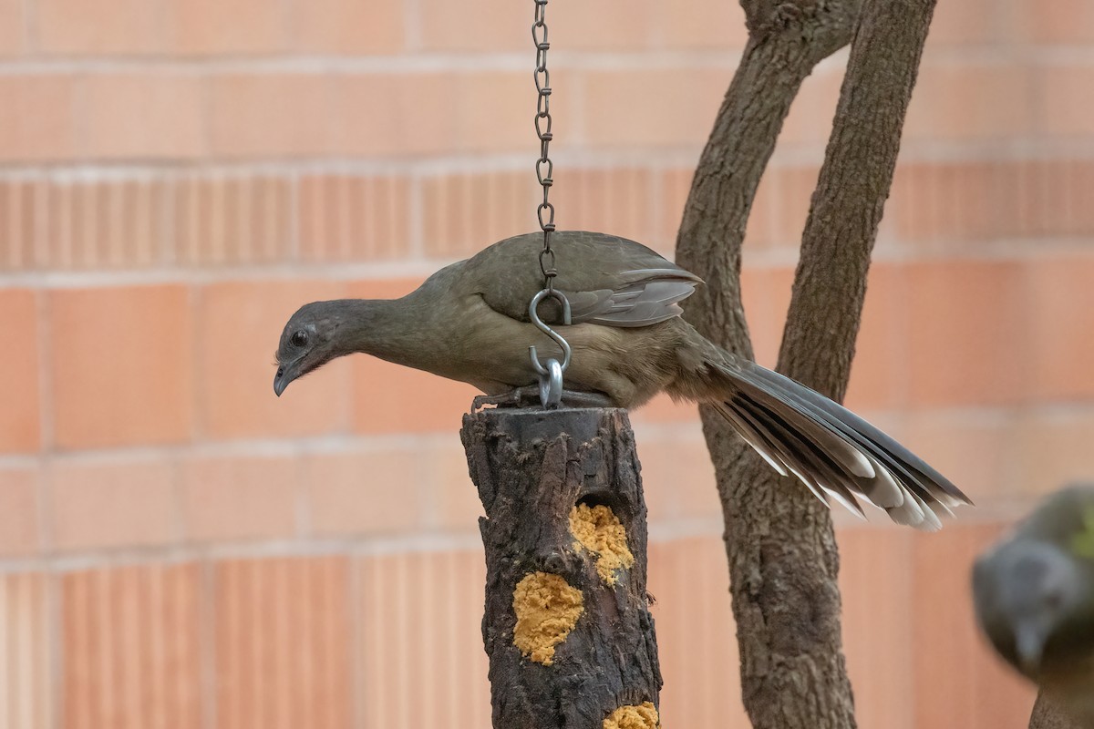 Plain Chachalaca - ML646946078