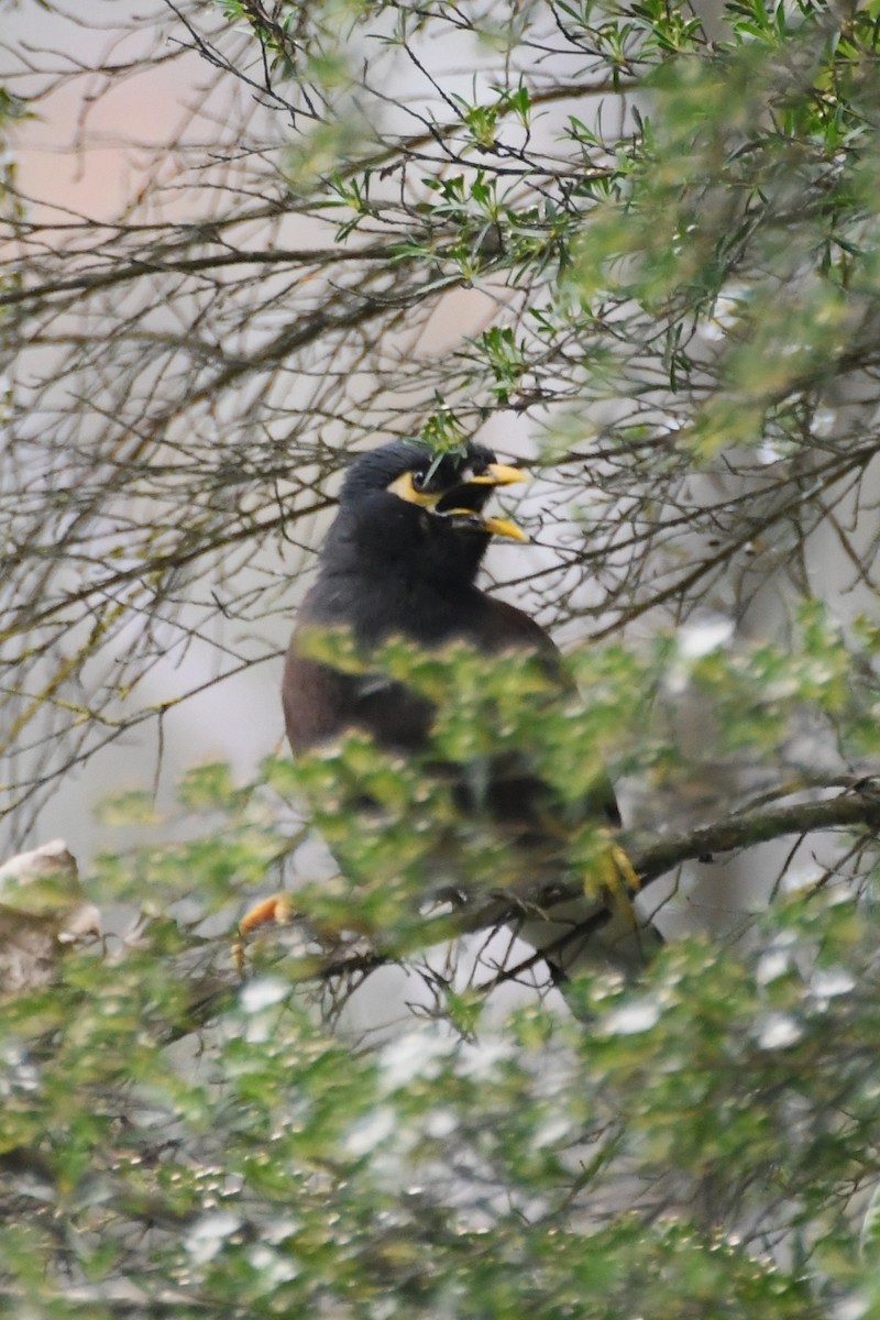 インドハッカ - ML646946079