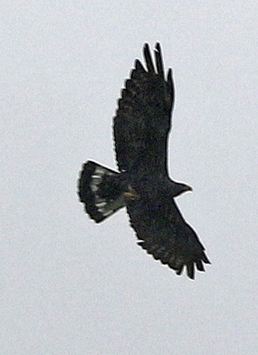 Zone-tailed Hawk - ML646946080