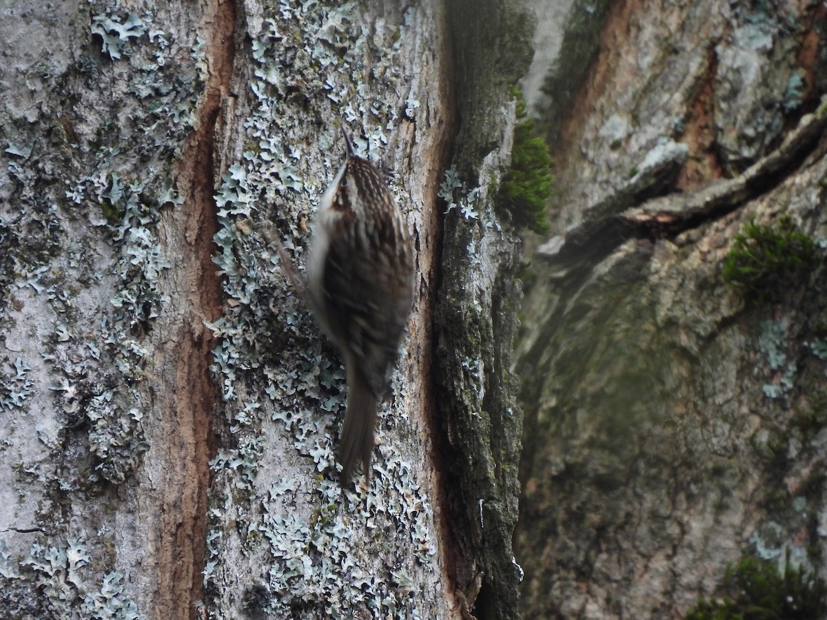 Brown Creeper - ML646946082