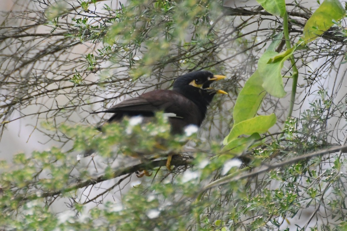 インドハッカ - ML646946084