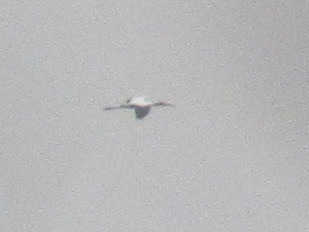 Tantalo amerikarra - ML646946093