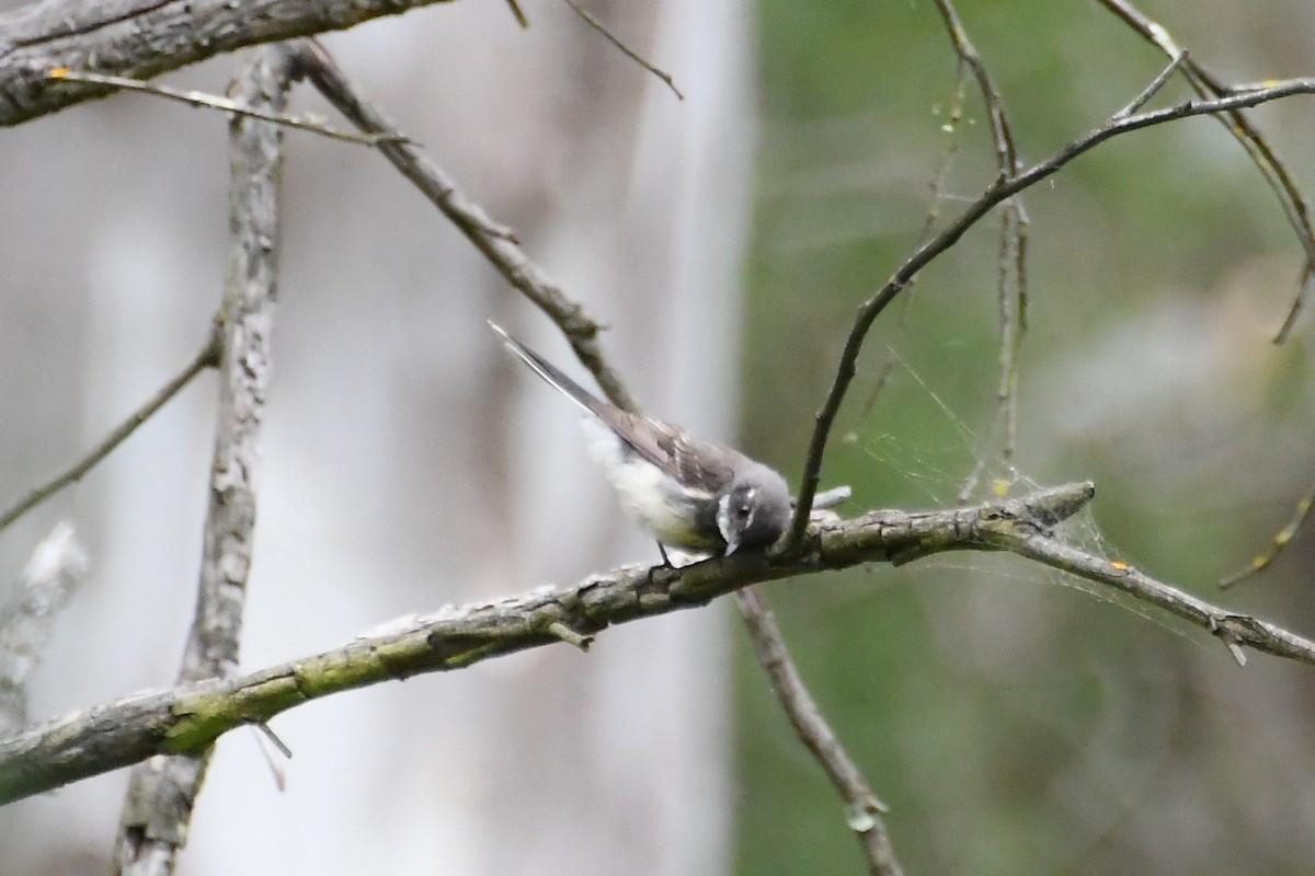 ハイイロオウギビタキ - ML646946101