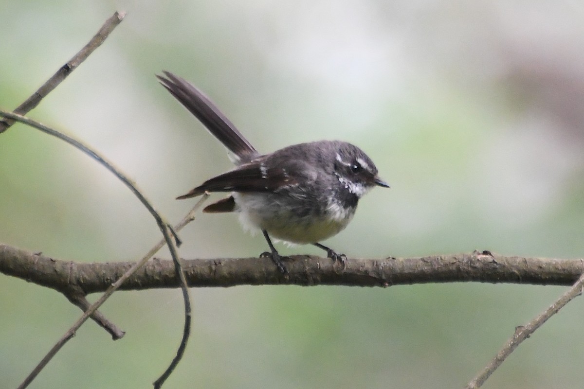 ハイイロオウギビタキ - ML646946103