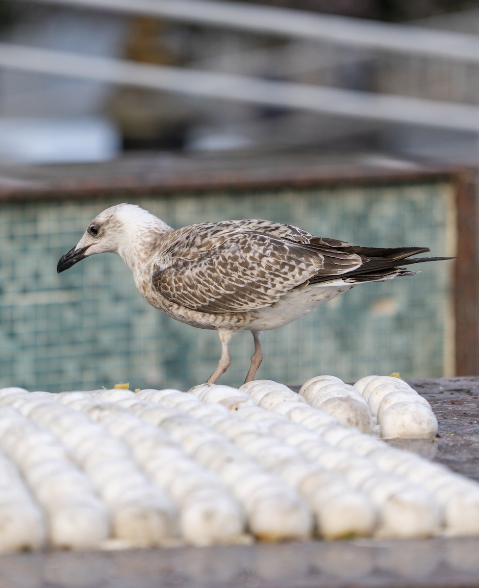 Caspian Gull - ML646946105