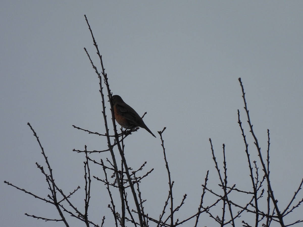 American Robin - ML646946106