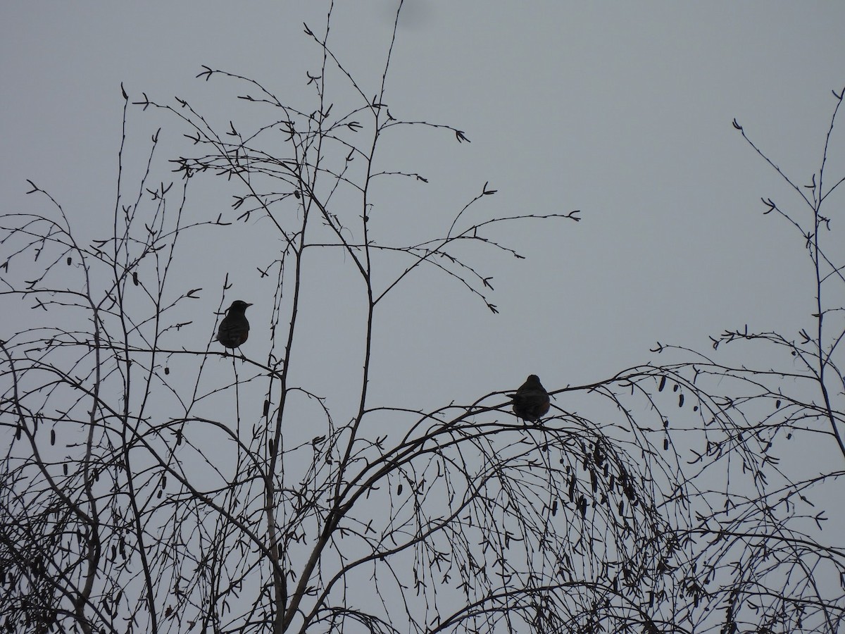 American Robin - ML646946107