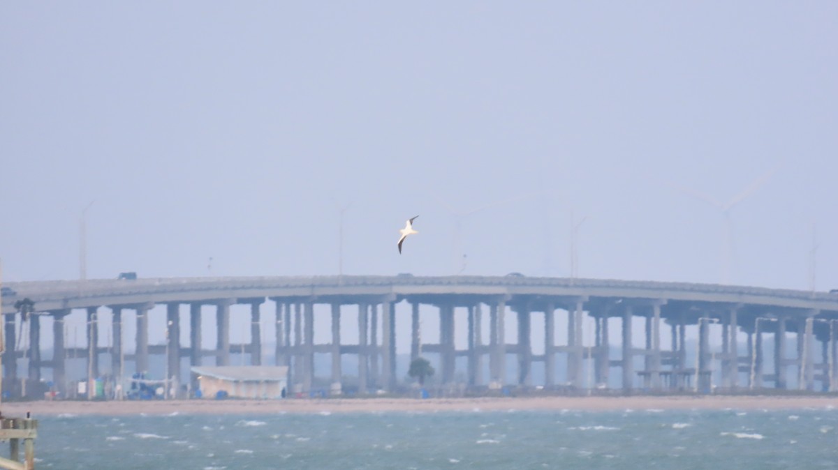 紅腳鰹鳥 - ML646946108