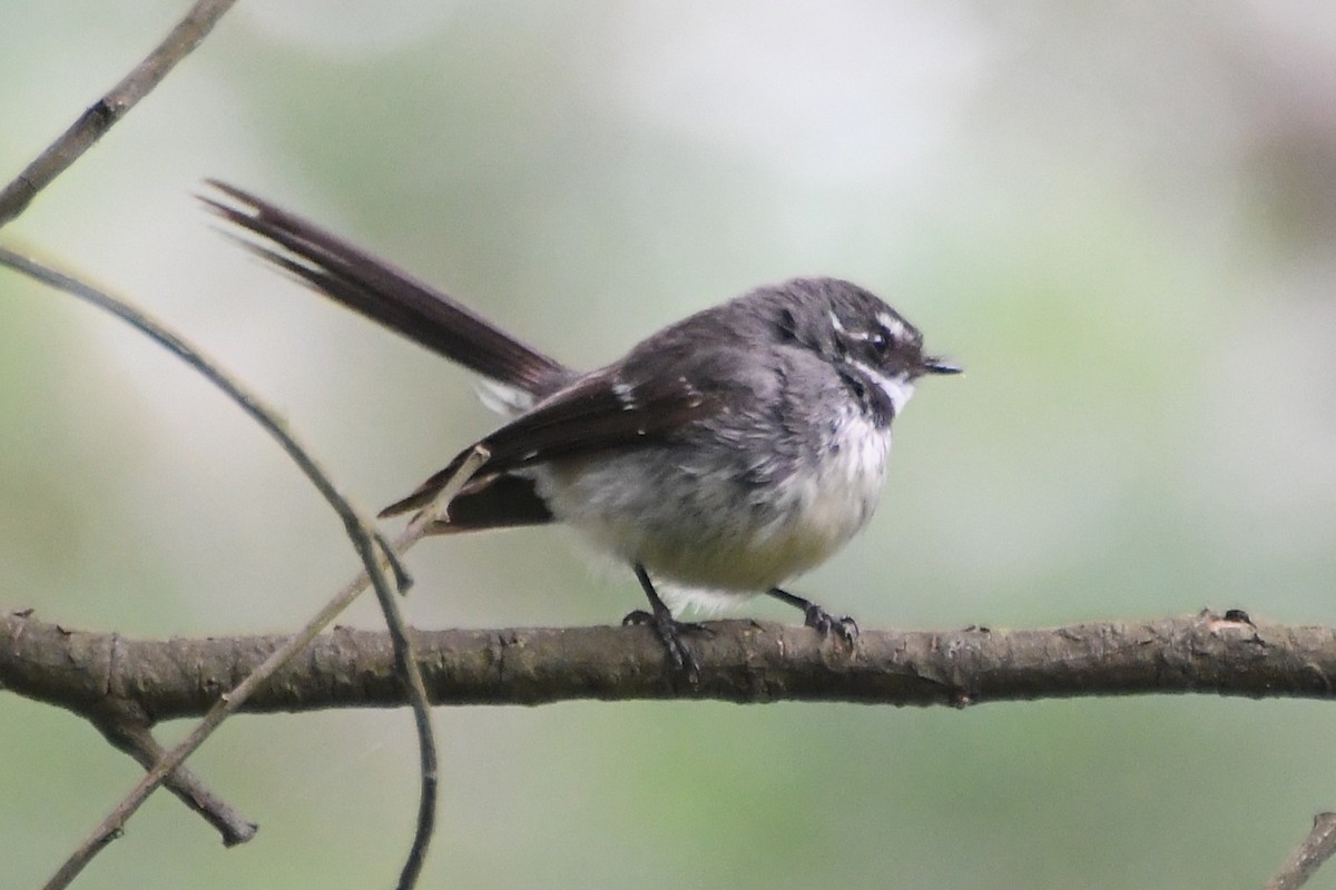 ハイイロオウギビタキ - ML646946109