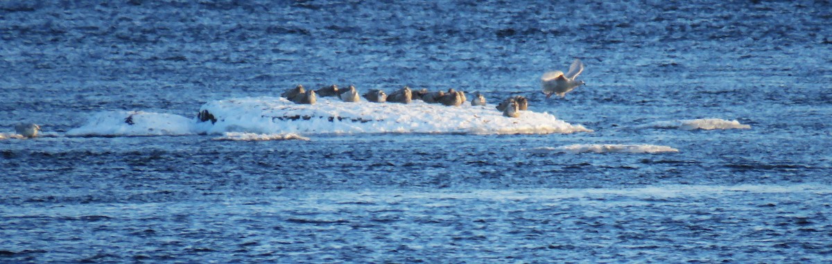 Iceland Gull - ML646946110