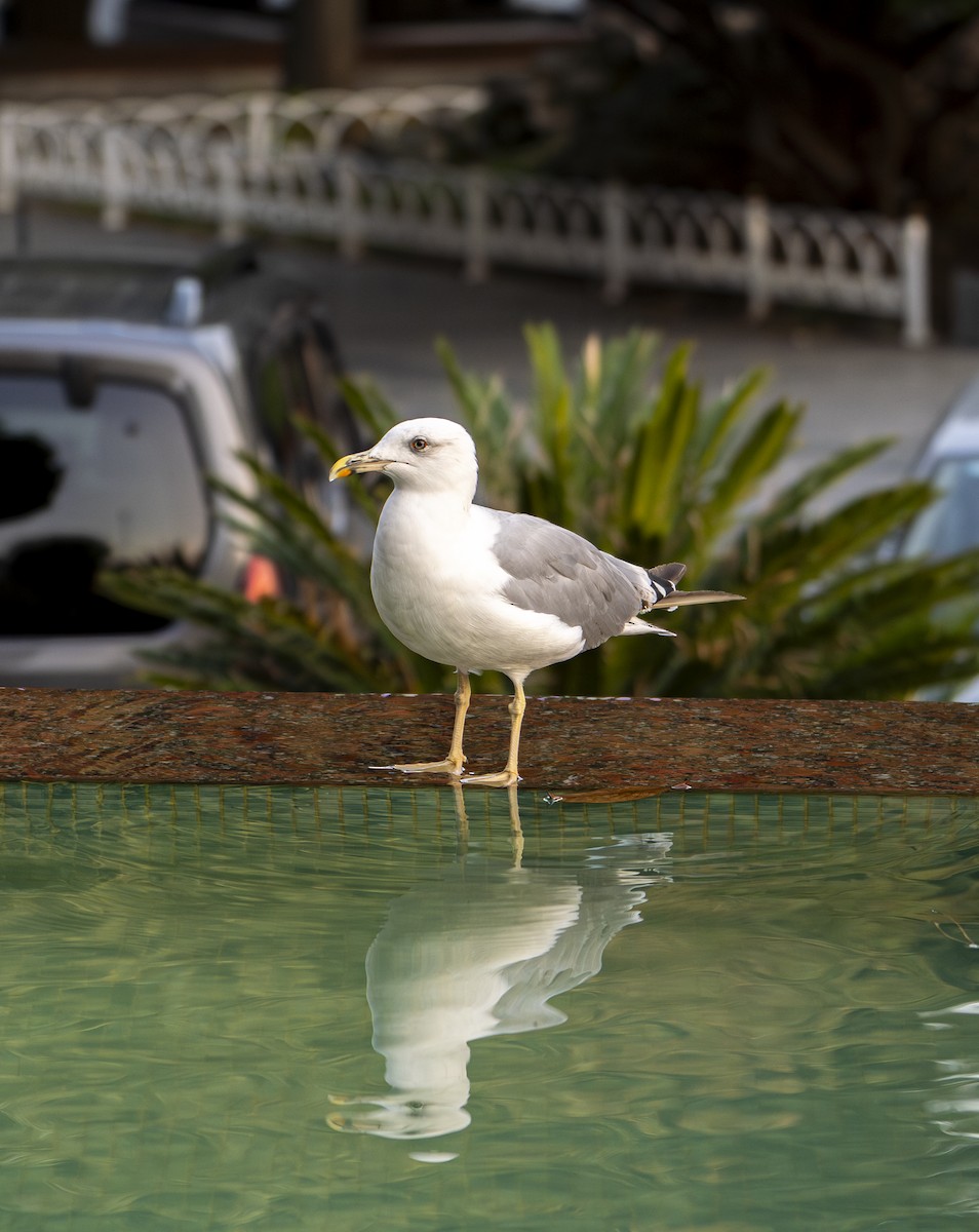 Yellow-legged Gull - ML646946112