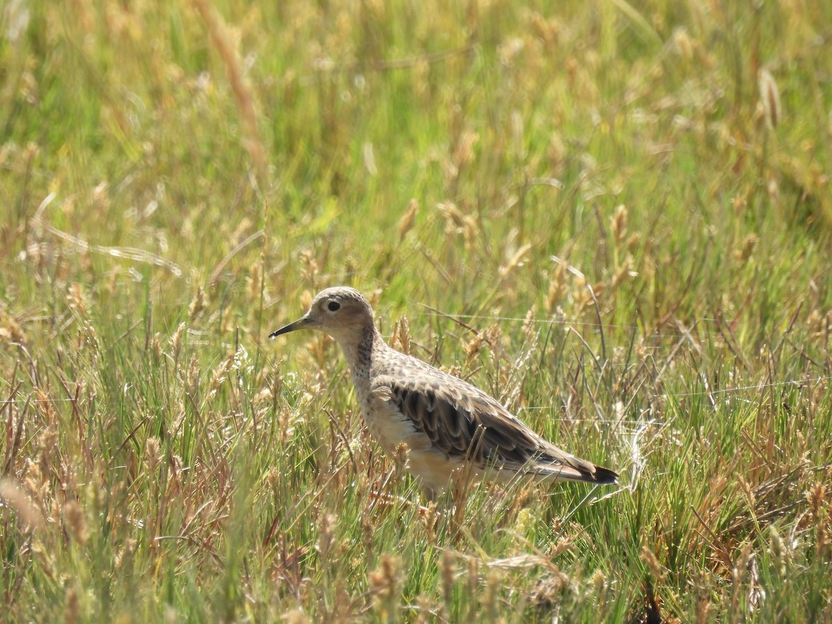 コモンシギ - ML646946116