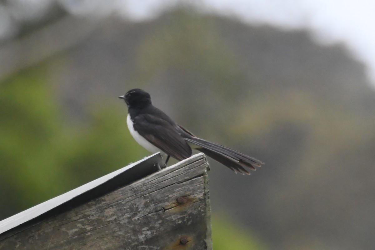 ヨコフリオウギビタキ - ML646946117