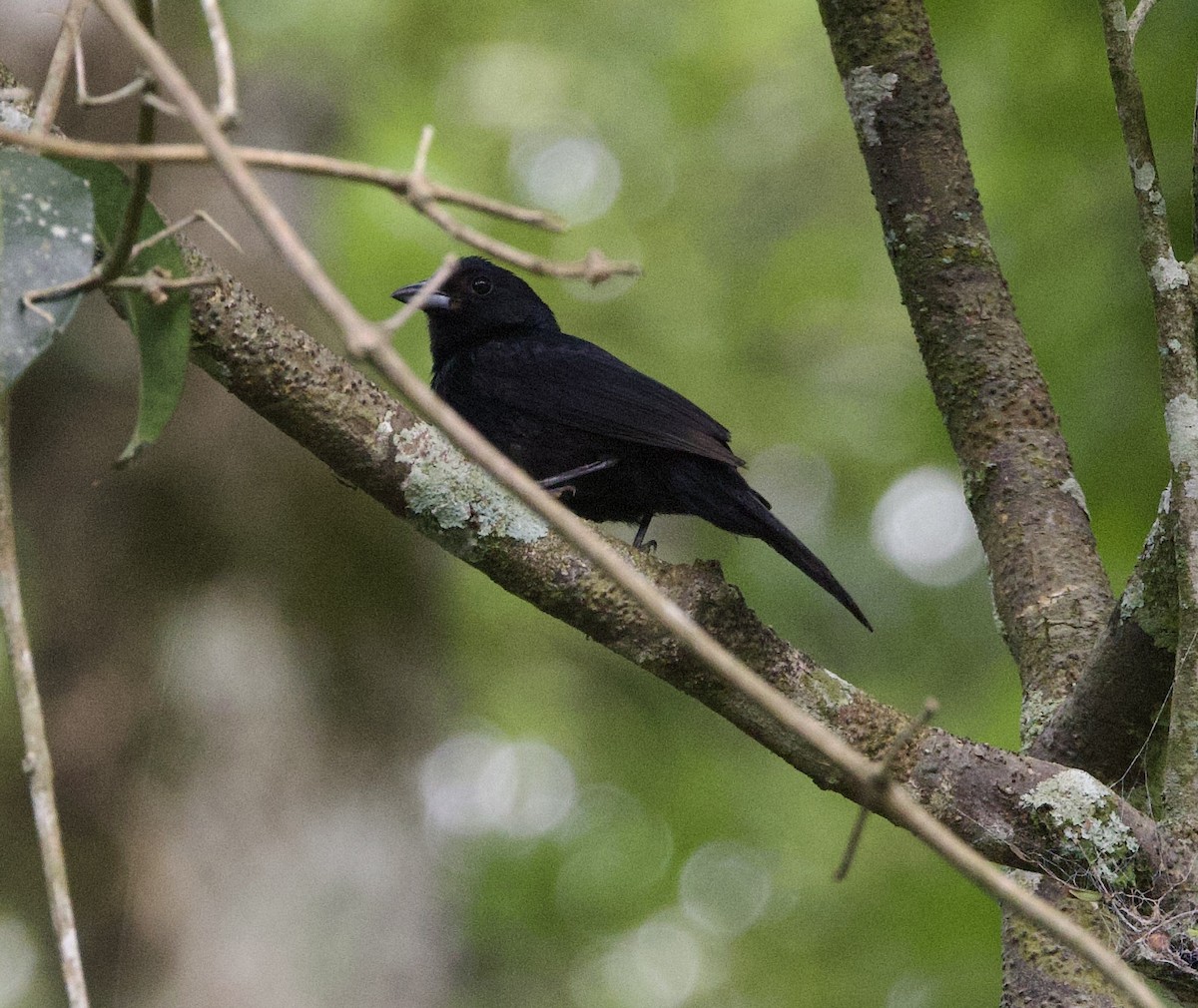 Ruby-crowned Tanager - ML646946122