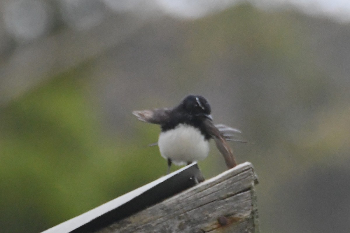 ヨコフリオウギビタキ - ML646946123