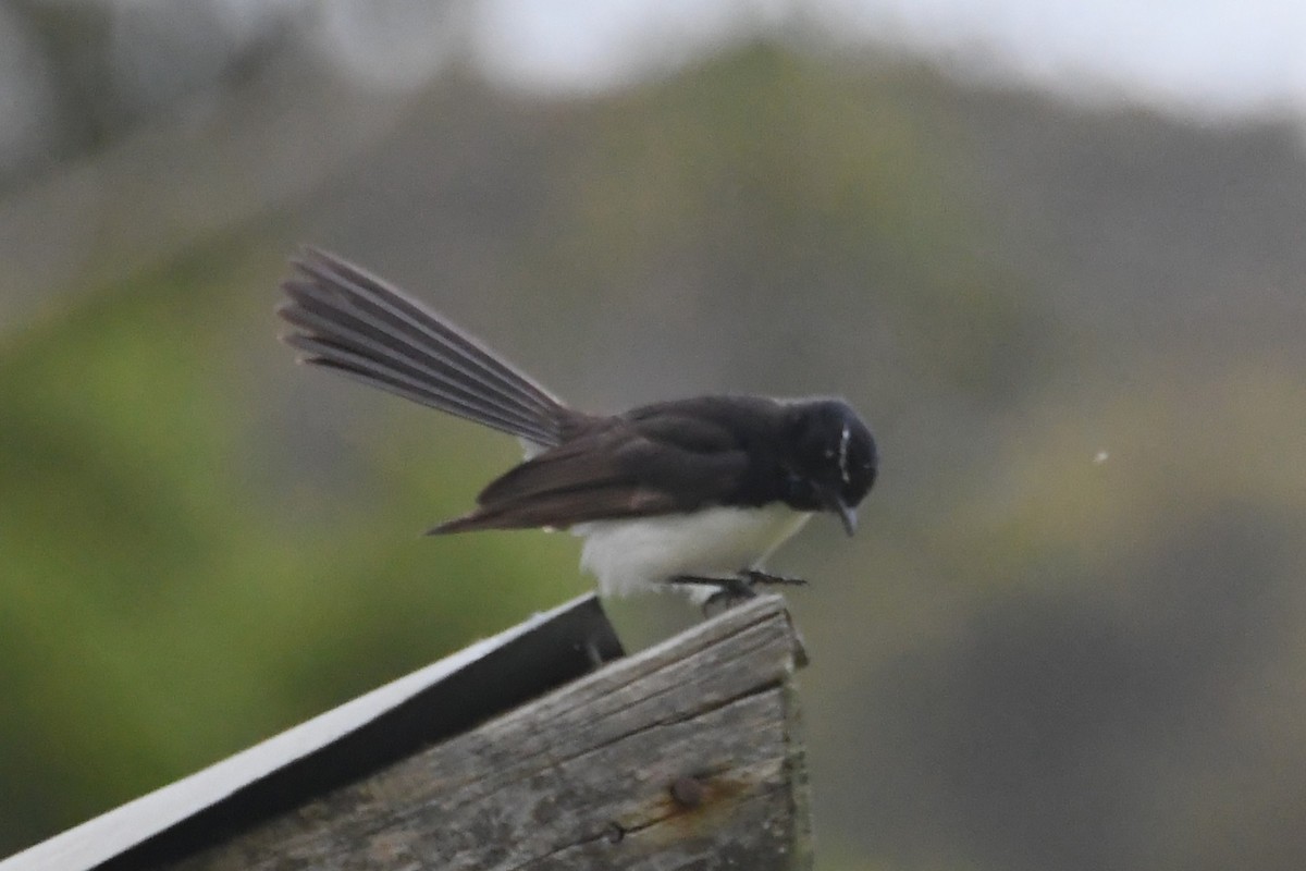 ヨコフリオウギビタキ - ML646946128