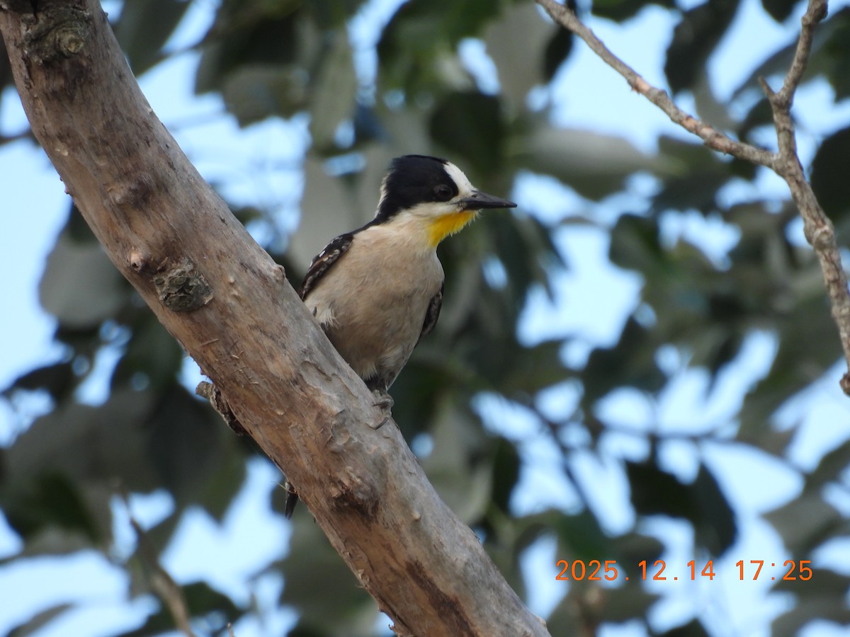 White-fronted Woodpecker - ML646946129