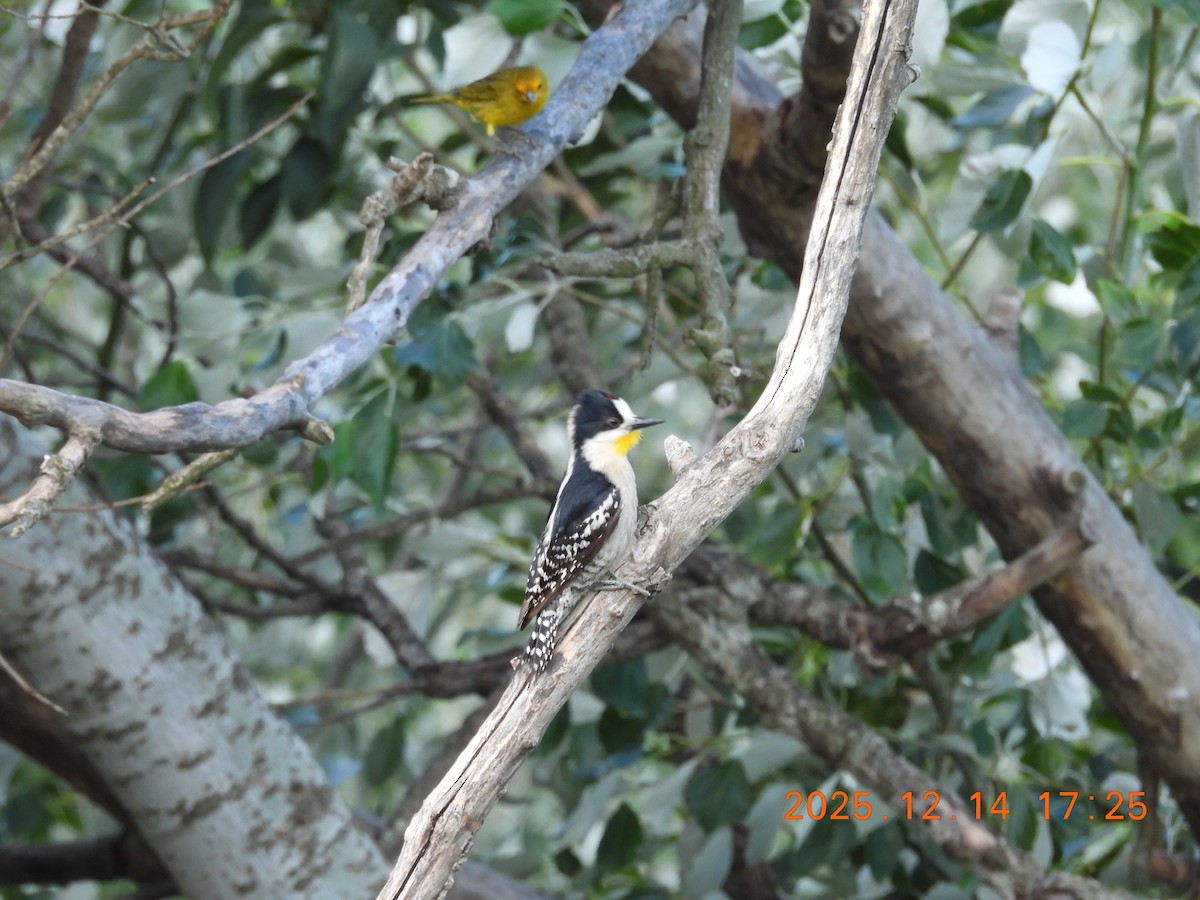 White-fronted Woodpecker - ML646946130