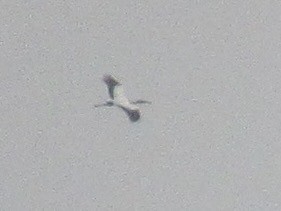 Tantalo amerikarra - ML646946131