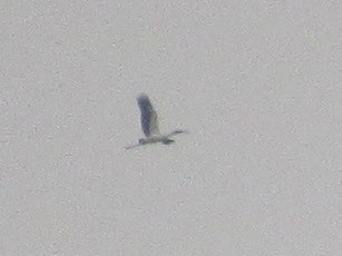 Tantalo amerikarra - ML646946133