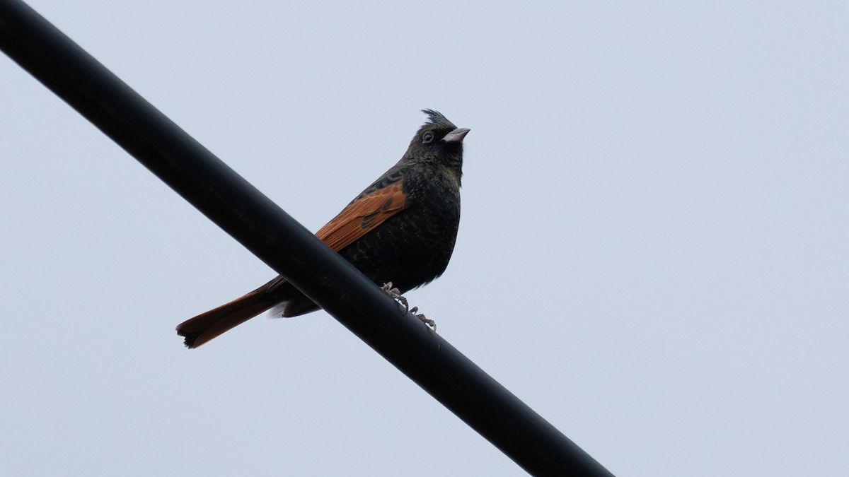 Crested Bunting - ML646946135