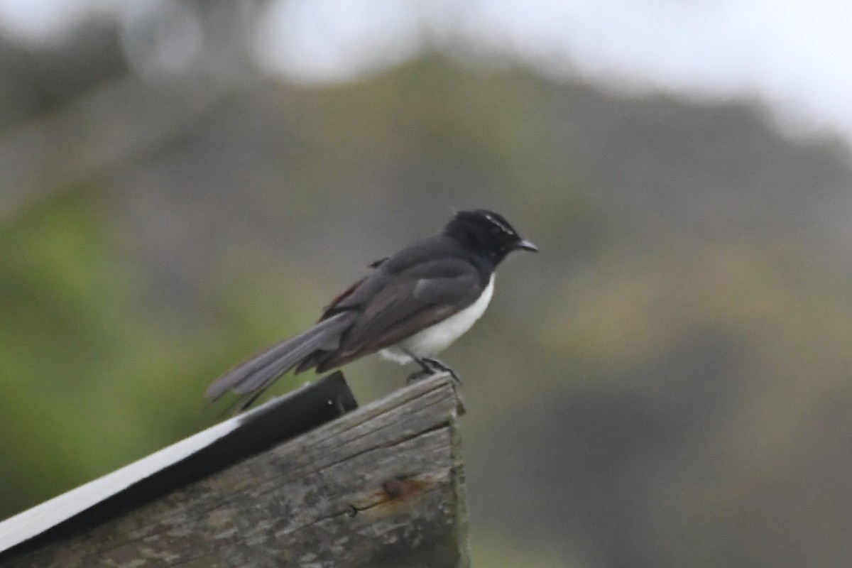 ヨコフリオウギビタキ - ML646946136