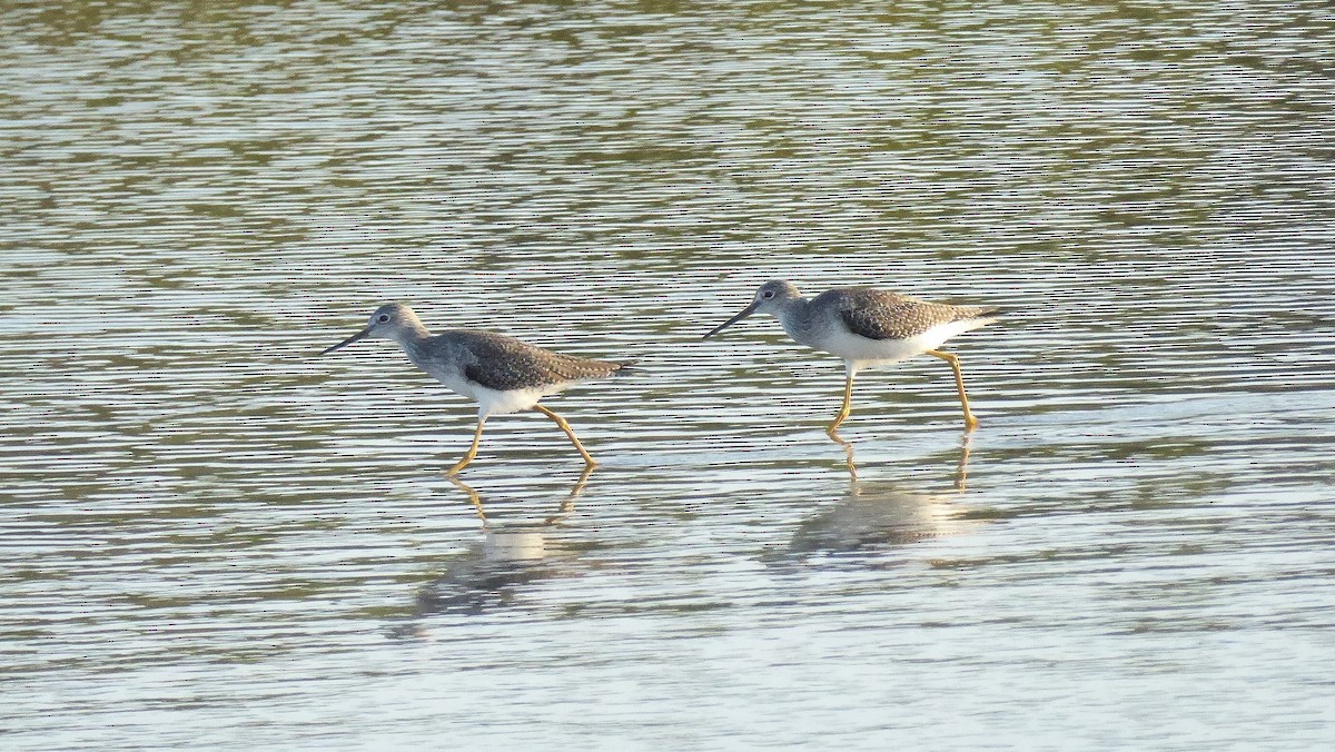 Greater Yellowlegs - ML646946137
