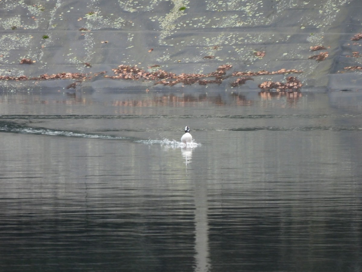 Гоголь-головастик - ML646946138