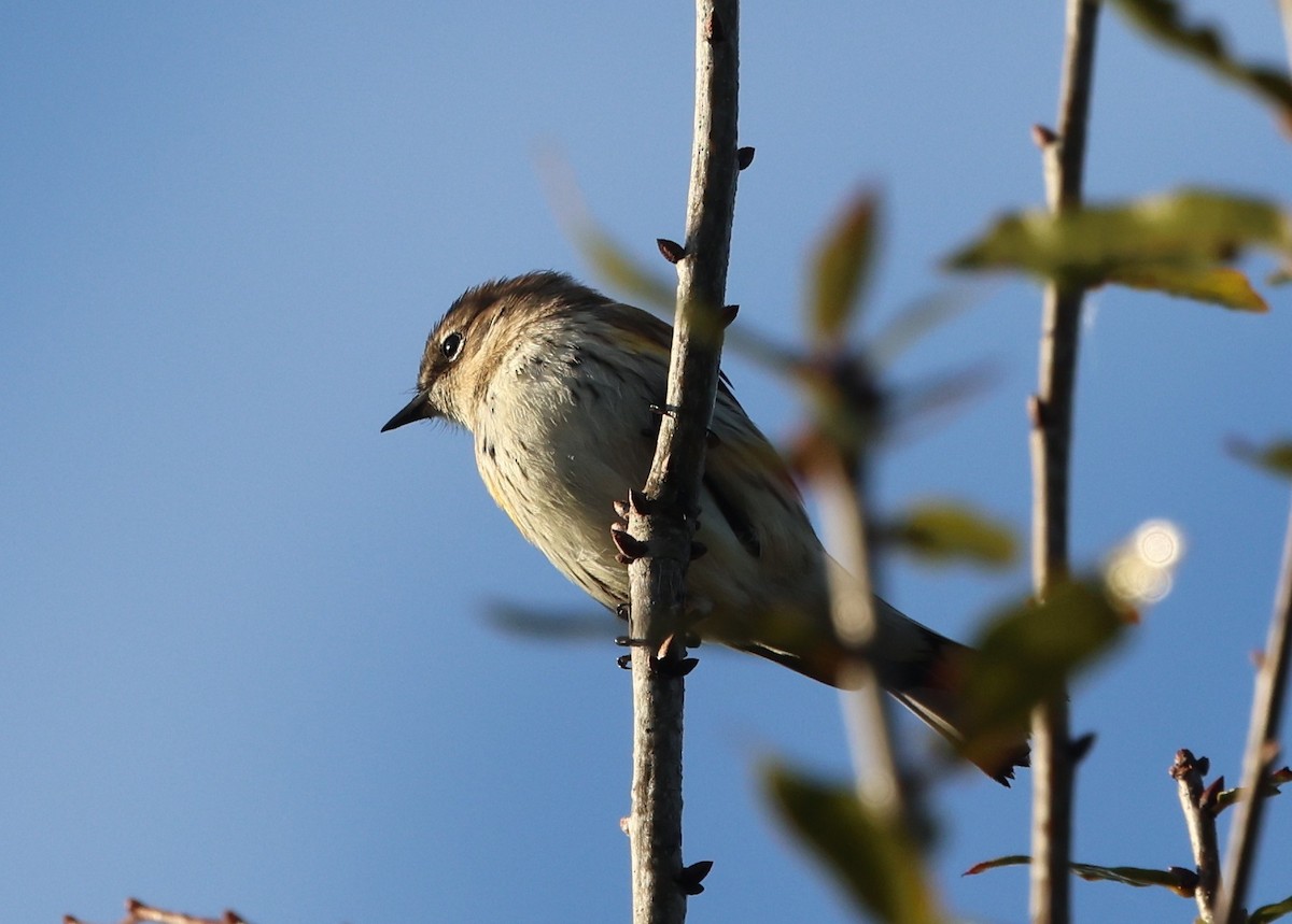 Reinita Coronada (Coronada) - ML646946140