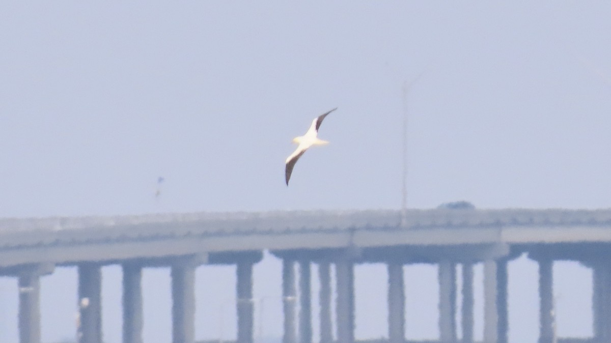 紅腳鰹鳥 - ML646946146