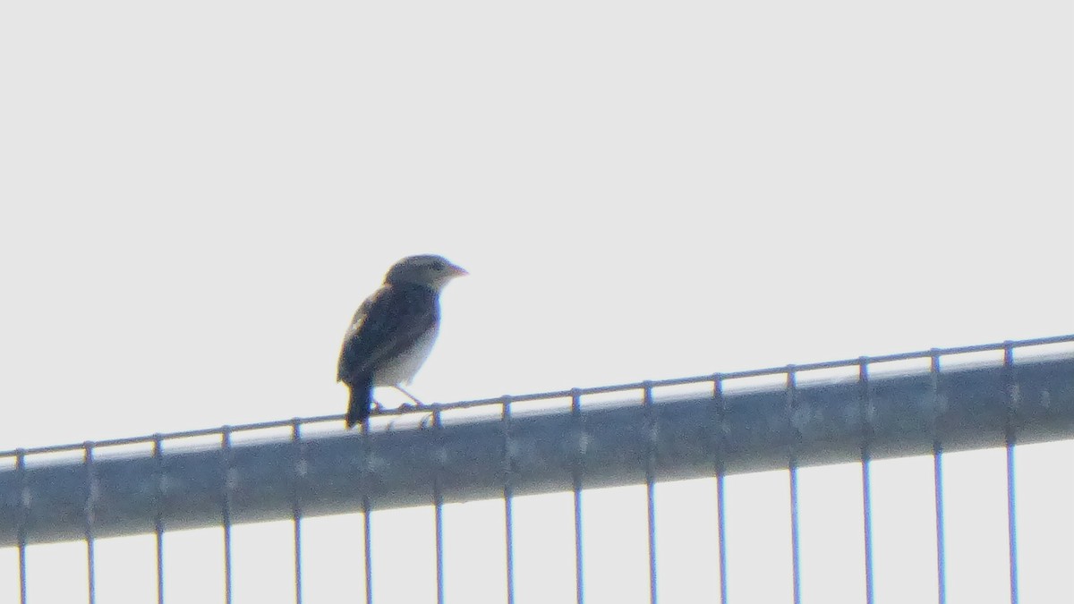 Northern Red Bishop - ML646946147