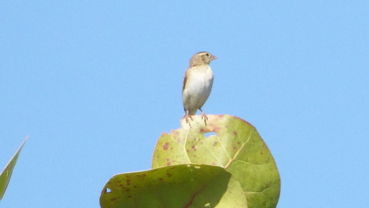 Northern Red Bishop - ML646946148