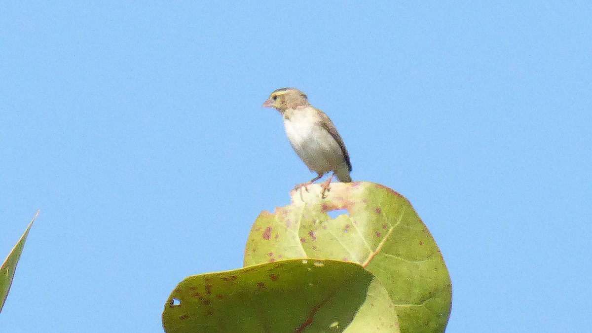 Northern Red Bishop - ML646946149